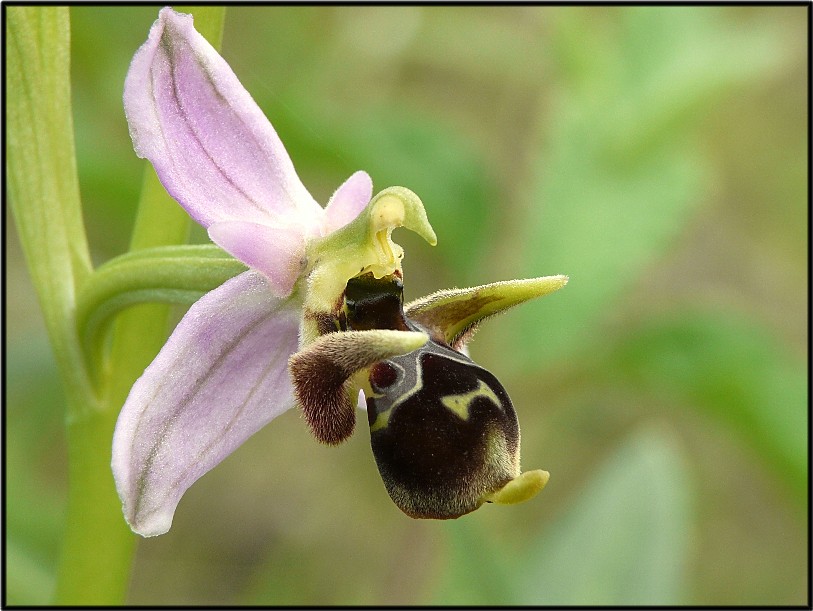 Ophrys scolopax subsp. cornuta